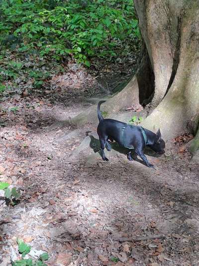 Wo sind die Chihuahua Besitzer ?-Beitrag-Bild