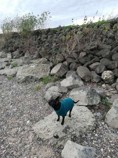 TierschutzhundeStammtisch🐕-Beitrag-Bild