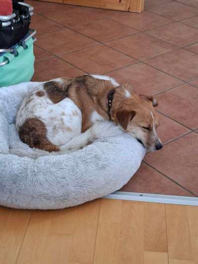 Nicht ganz alltägliche Hundenamen.
Wie kreativ wart ihr?-Beitrag-Bild