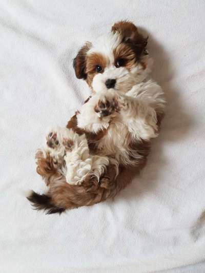 Dogorama Photo Challenge - Hundeblick zum hinschmelzen-Beitrag-Bild