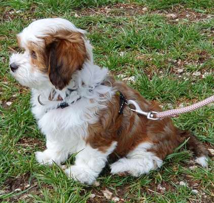 Havaneser dabei?:)-Beitrag-Bild