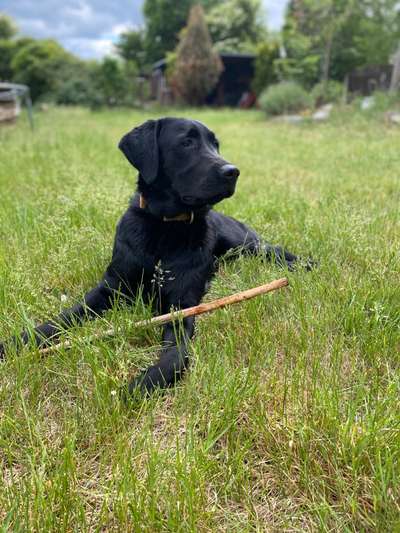 Goldador (Golden-Retriever - Labrador Mix)-Beitrag-Bild
