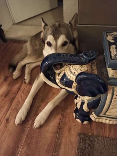 63. Handyfotochallenge   * Nase dran ! *-Beitrag-Bild