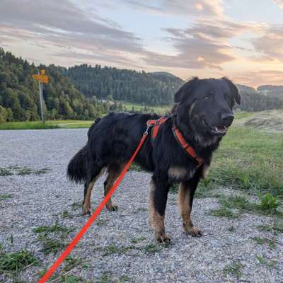 Hundetreffen-Spazier- und Spielgefährte gesucht-Bild