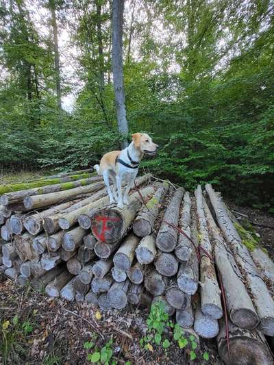 Foto -Challenge  Thema : Dein Hund Im Wald-Beitrag-Bild