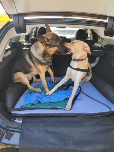 Fotowettbewerb : Hundekommunikation-Beitrag-Bild