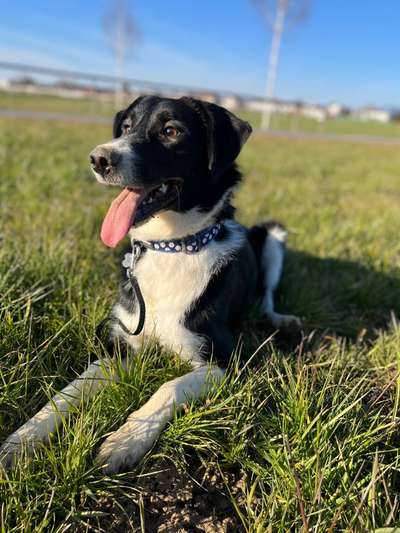 Mischlinge raten - Rätselspaß-Beitrag-Bild