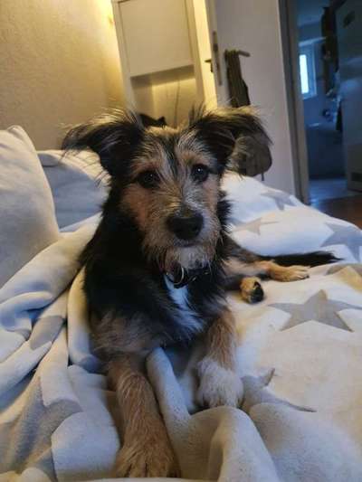 Mischlingshunde Foto Aufruf-Beitrag-Bild