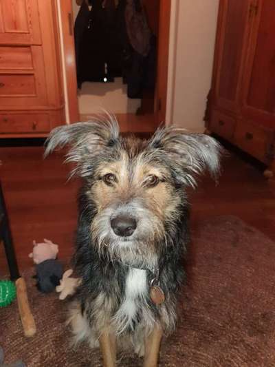 Die Dogorama Kalender Challenge Titelbild-Beitrag-Bild