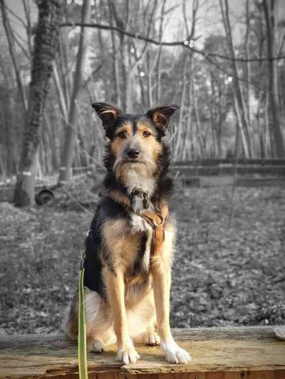 Mischlingshunde Foto Aufruf-Beitrag-Bild