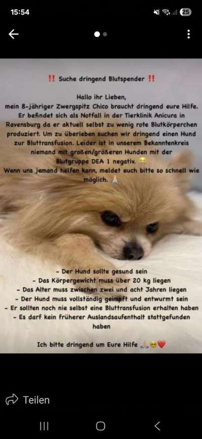 🩸🐾 Blut spenden? Ja. Aber bitte nicht mein Hund.-Beitrag-Bild