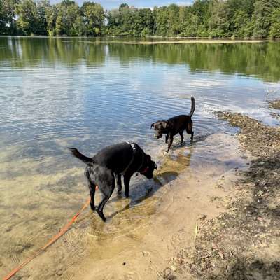 Hundetreffen-Spieltreff in Emsdetten oder Greven-Bild