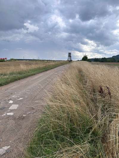 Giftköder-Fuchskadaver im Kornfeld bei Spanbeck-Bild