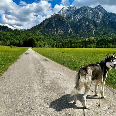 Hundetreffen-Gemeinsame Gassi Runden gerne auch kleine Wanderung-Bild