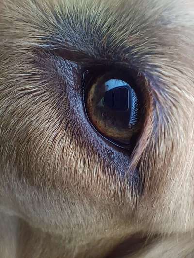 Zeigt mir die tollste Nahaufnahme von eurer Fellnase-Beitrag-Bild