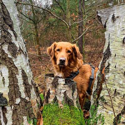 Hundetreffen-Treffen in Gatow, Wald am Flughafen oder Riedelfelder