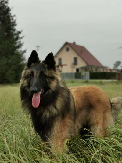 Welche Hunderasse-Beitrag-Bild