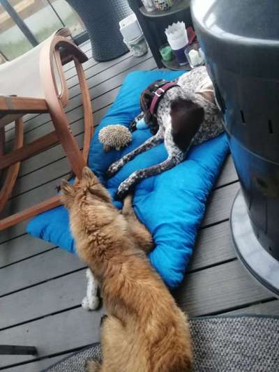 Bester Freund, Hundekumpel - zeigt her!-Beitrag-Bild