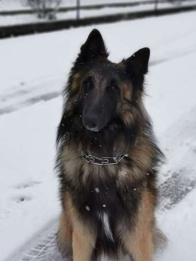 Schäferhund-Fans?-Beitrag-Bild