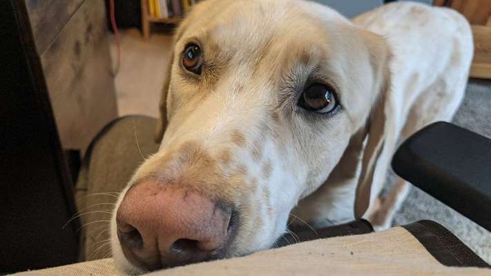 CHALLENGE NR. 19 - Der Hundeblick-Beitrag-Bild