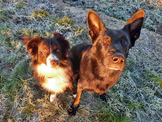 Dogorama Photo Challenge - Die besten Hundebuddys-Beitrag-Bild