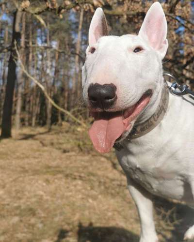 Miniatur Bull Terrier-Beitrag-Bild