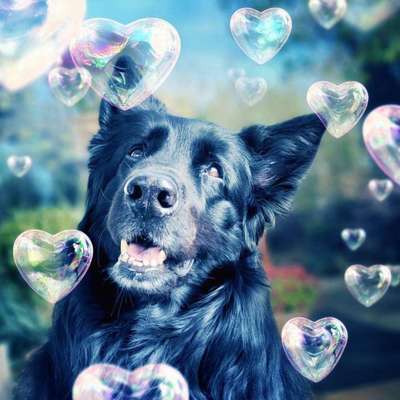 Photomontagen mit Hund-Beitrag-Bild