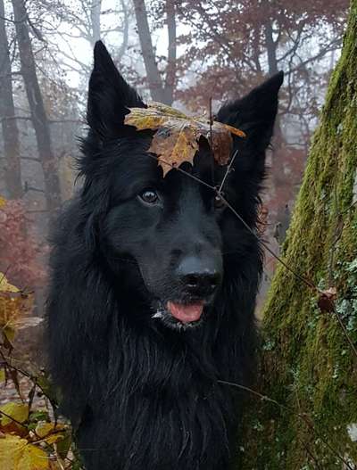 Hier ist der Spaßthread. Zum Schmunzeln und Kaputtlachen-Beitrag-Bild