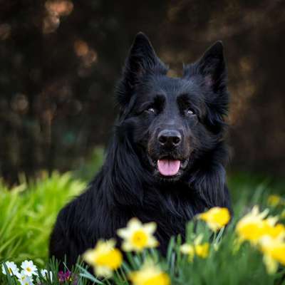 Dogorama Photo Challenge - Der Frühling kommt-Beitrag-Bild