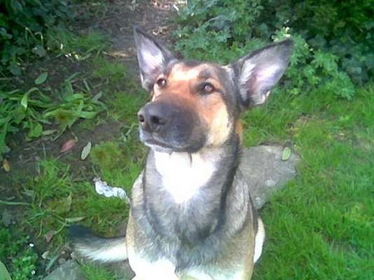 Mischlingshunde Foto Aufruf-Beitrag-Bild