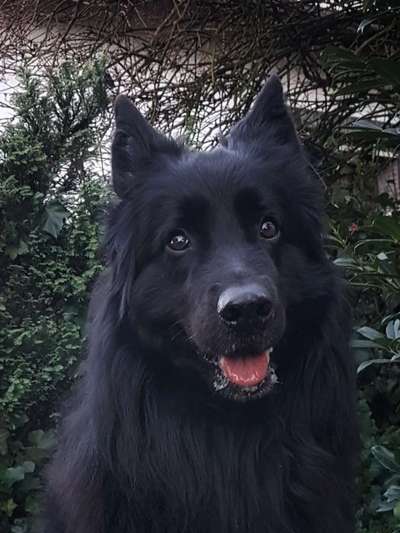 Deutsche Schäferhunde, Belgische Schäferhunde.-Beitrag-Bild