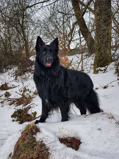 Postet das beste Foto von euren 4 beinern-Beitrag-Bild