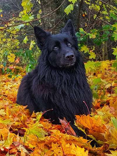 Herbst Bilder-Beitrag-Bild