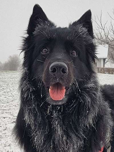 Dogorama Photo Challenge - Hundeblick zum hinschmelzen-Beitrag-Bild