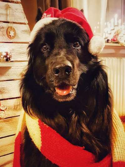 Dogorama Photo Challenge - Nikolaus-Beitrag-Bild