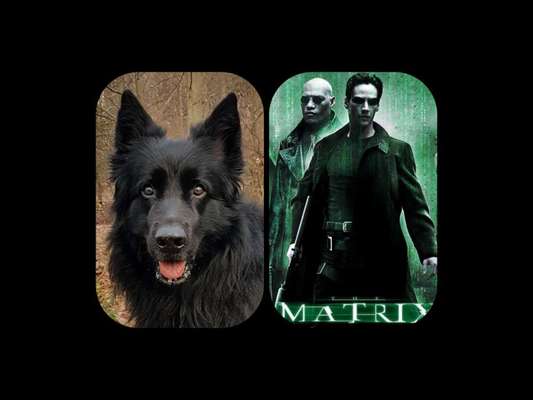 Wie heißt dein Hund?-Beitrag-Bild