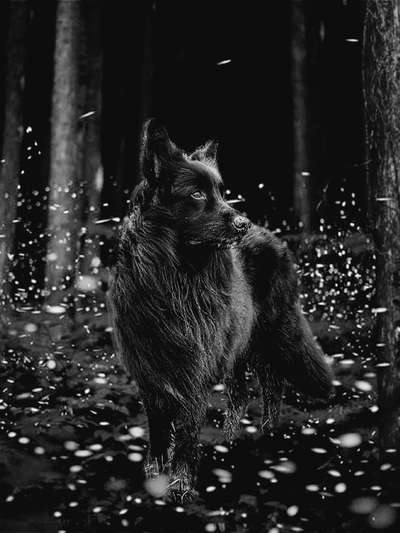 Photomontagen mit Hund-Beitrag-Bild