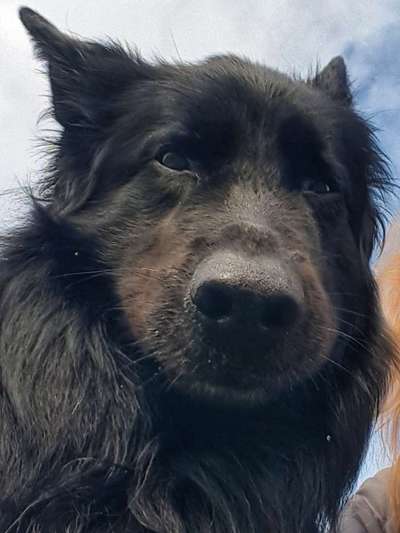 Zeige das lustigste Bild eures Hundis-Beitrag-Bild