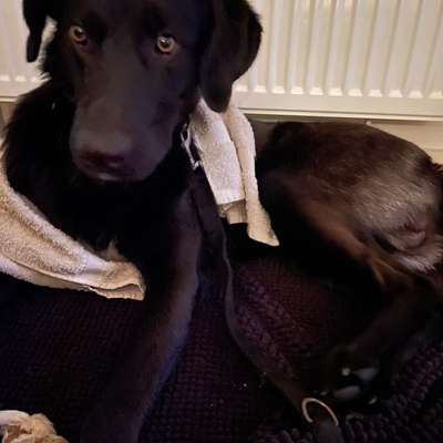 TierschutzhundeStammtisch🐕-Beitrag-Bild