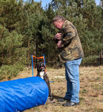 Hundetreffen-Molosser und Bully Treffen-Bild