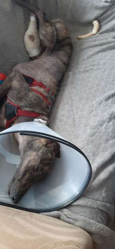 Windhunde - Treffen der besonderen Schönheiten
HERZLICH WILLKOMMEN-Beitrag-Bild