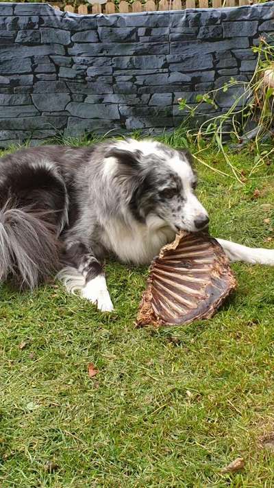 Fotochallenge Guten Appetit! Dein Hund beim futtern-Beitrag-Bild