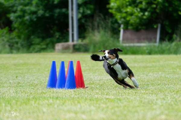 Obedience-Fans-Beitrag-Bild