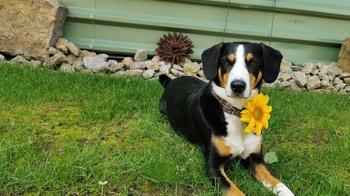 Obedience-Fans-Beitrag-Bild