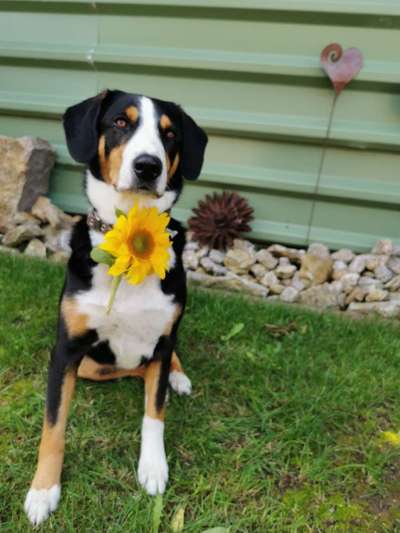 Appenzeller Sennenhunde-Beitrag-Bild