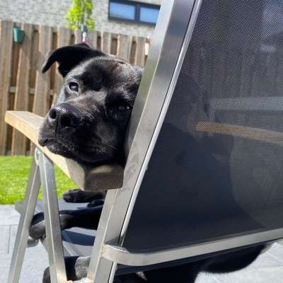 Hundetreffen-Spielkameraden für Bruno gesucht-Bild