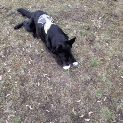 Fotochallenge No. 26                                     Wald und Wiese-Beitrag-Bild