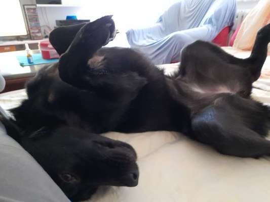 Zeigt mir die lustigsten Schlafpositionen eurer Fellnasen-Beitrag-Bild