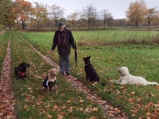 Hundetreffen-Gruppentreffen in Berlin-Bild