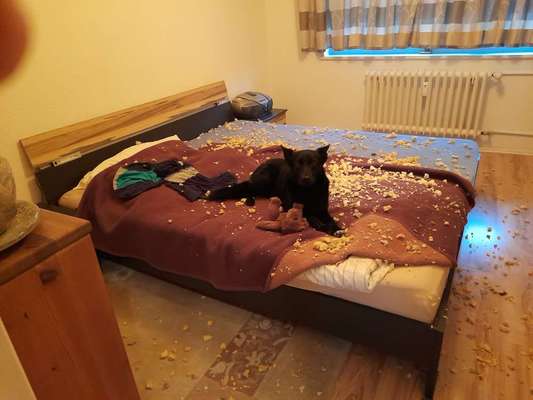 Wie lange sollte ein Hund alleine bleiben?-Beitrag-Bild